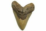 Serrated, Fossil Megalodon Tooth - North Carolina #328440-1